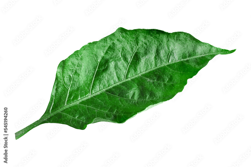 Green chilli leaves isolated on transparent background.png Stock Photo