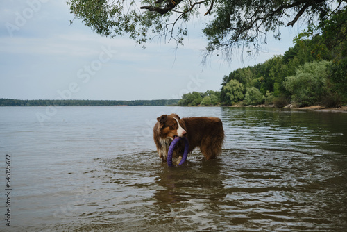 Dog standing in water with round toy in teeth. Aussie red tricolor. Active games with pet in nature. Brown Australian Shepherd has fun swimming in river in summer.