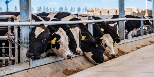 Photography Dairy cows eating feed on a modern large scale cattle farm