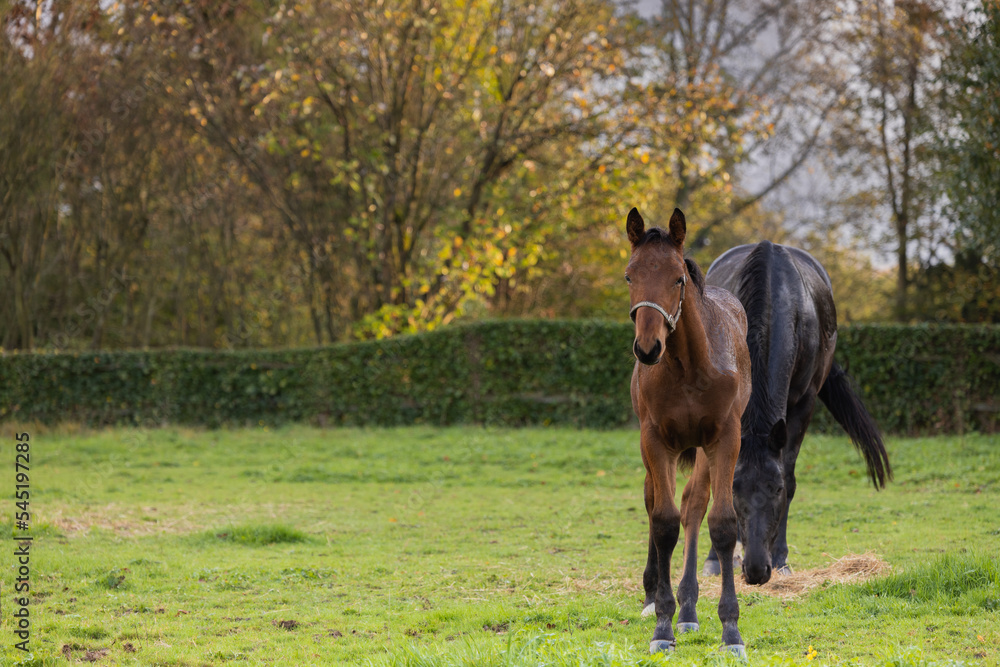 Mare and her beautiful foal. Horse with foal close-up. Mare and her beautiful foal. Horse with foal close-up.