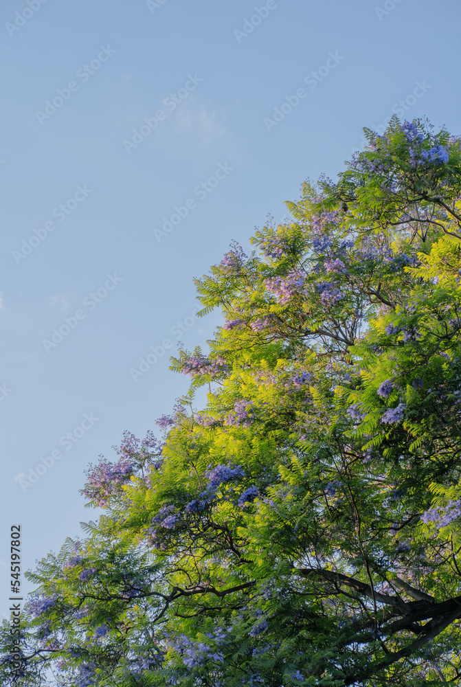Lush green jacaranda tree in spring Lush green jacaranda tree in spring