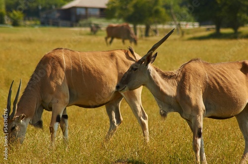 Closeup shot of commom elands grazing grass in an animal sanctuary in summer photo