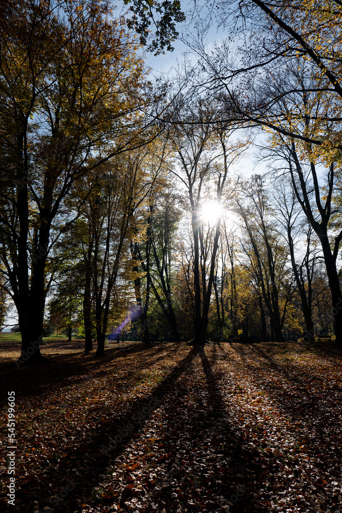 Fototapeta premium path in the park