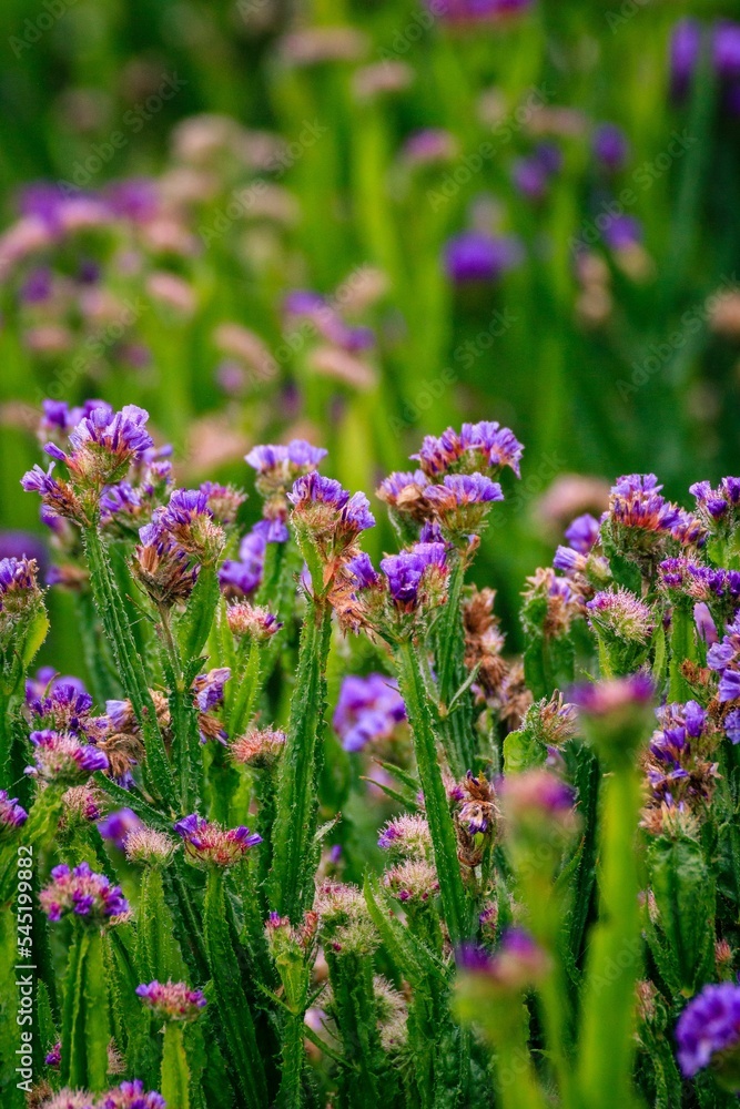 Vertical shot of wavyleaf sea lavender field Vertical shot of wavyleaf sea lavender field
