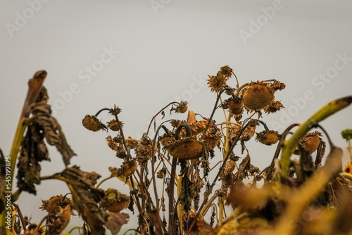 Obraz na plátně Group of dried wilting sunflowers