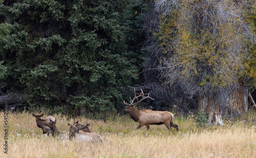 Bull and Cow Elk in the Rut in Wyoming in Autumn