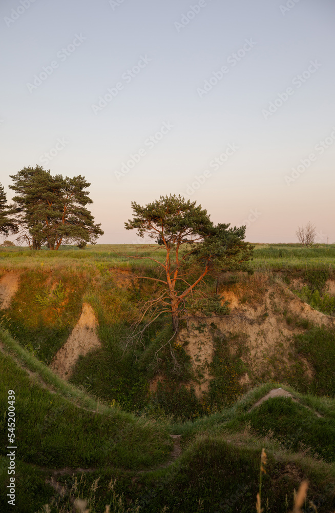 Tree and its roots in the natural landscape. Nature at sunset sunny day. Summer landscape. Hilly terrain