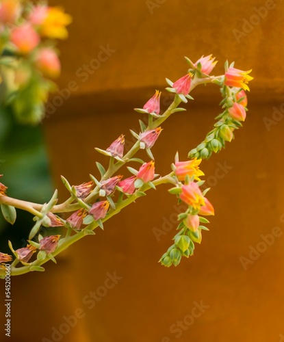 Selective focus of a blooming echeveria flower (echeveria imbricata) photo