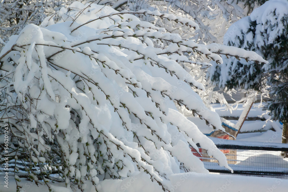 Naklejka premium Snow on tree branches