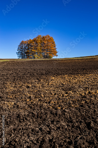 Japanese larch hills of Tsumagoi Kogen in autumn. photo