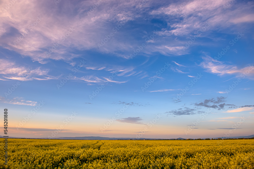 Beautiful spring background with colorful bright yellow rapeseed (Brassica napus) crops and dramatic deep blue cloudy sky background