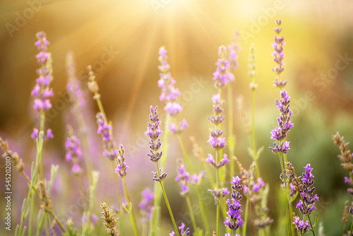 Lavender beautiful flowers