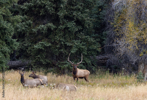 Bull and Cow Elk in the Rut in Wyoming in Autumn © natureguy