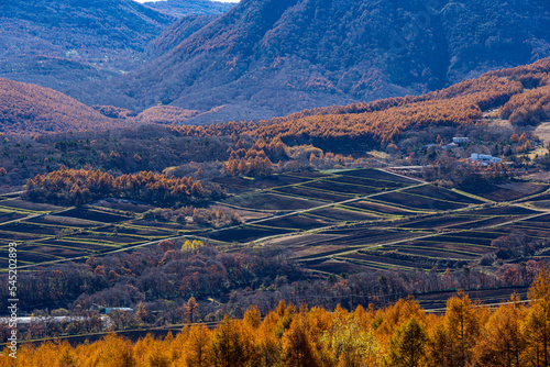 Larch of Tsumagoi highlands in late autumn Yellow leaves. photo