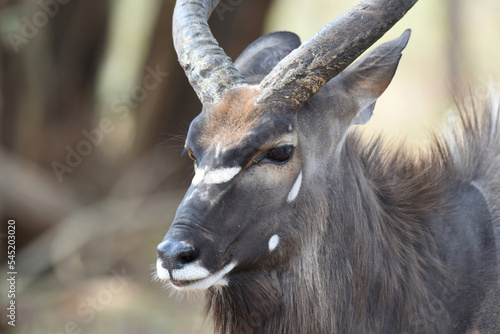 The Nyala bull carries slightly spiralled horns with pale tips photo