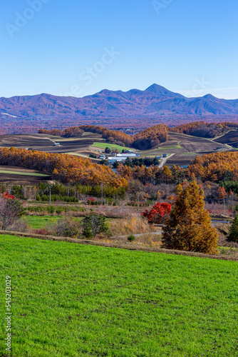 Larch of Tsumagoi highlands in late autumn Yellow leaves. photo