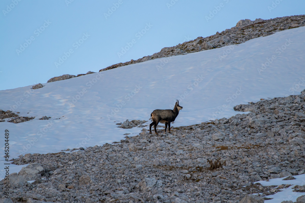 Chamois in Julian alps, Slovenia