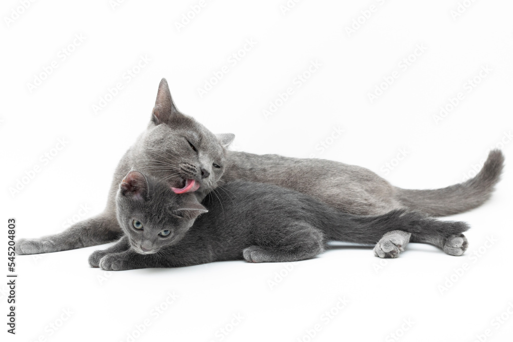 lovely mom Thai blue cat licking kitten isolated