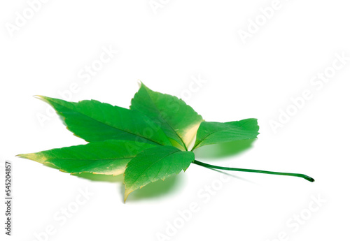 Green virginia creeper leaves on white background with copy space
