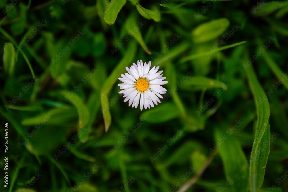 Top view closeup of a beautiful chamomile flower in a green field Top view closeup of a beautiful chamomile flower in a green field