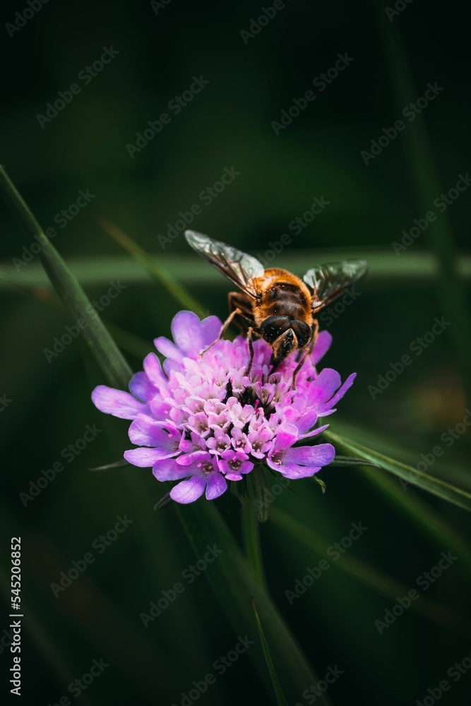 Vertical shot of a bee on a pink flower Vertical shot of a bee on a pink flower