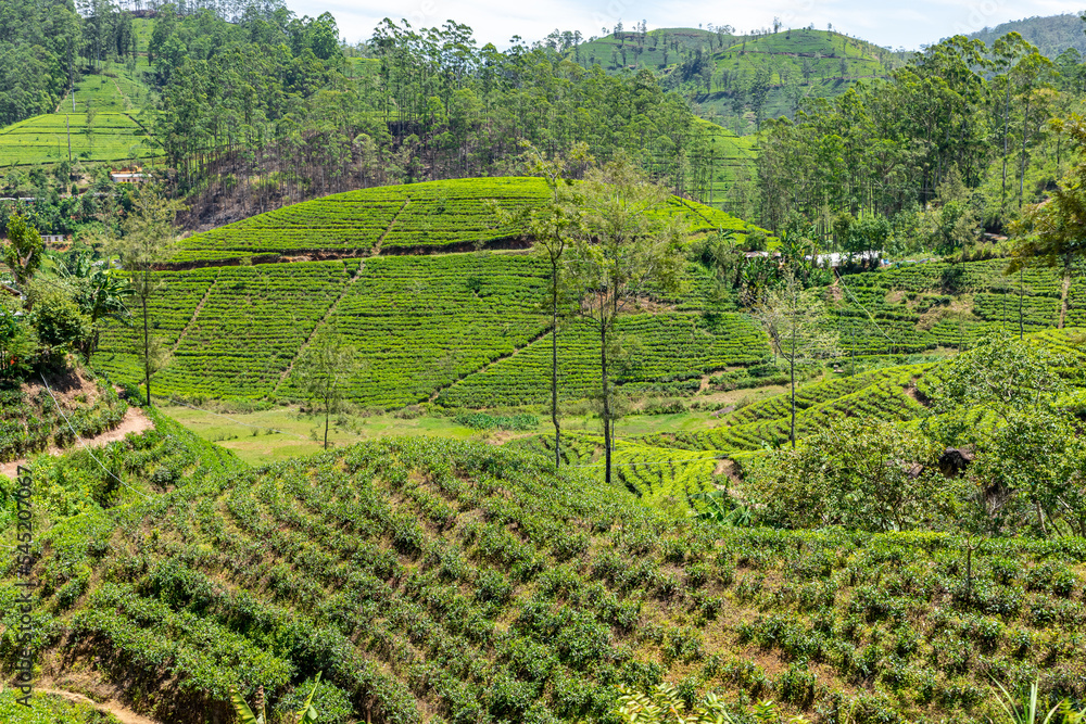 Sri Lanka Tea Plantation. Green Fields. Haputale, Sri Lanka.
