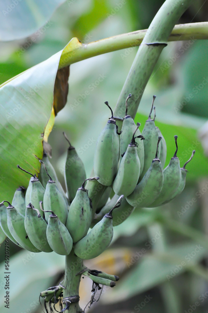 Obraz premium banana ,banana seed or Cultivated banana or banana plant or Musa sapientum Linn