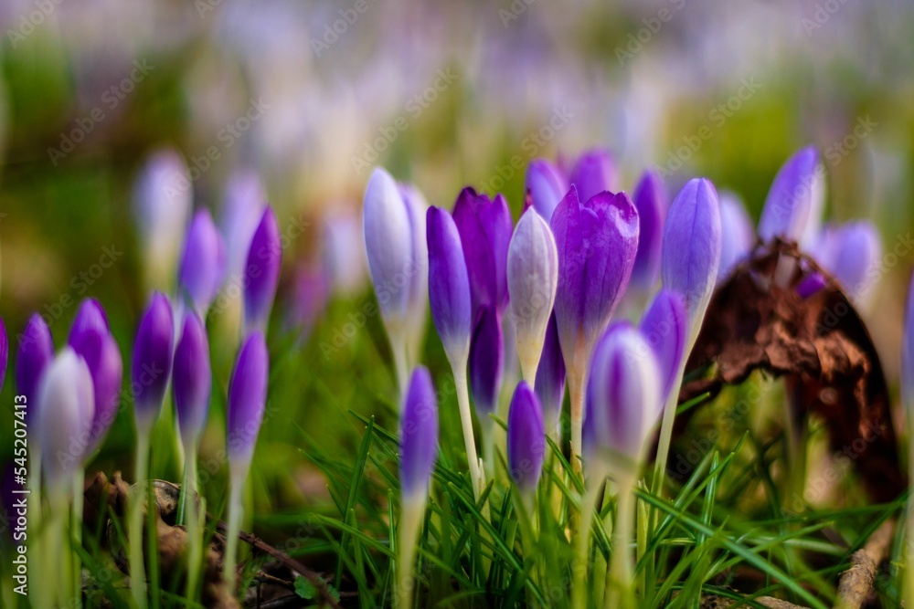 Closeup of beautiful blooming purple Crocus flowers in a field Closeup of beautiful blooming purple Crocus flowers in a field