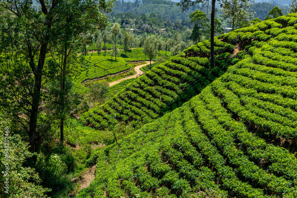 Sri Lanka Tea Plantation. Green Fields. Haputale, Sri Lanka.