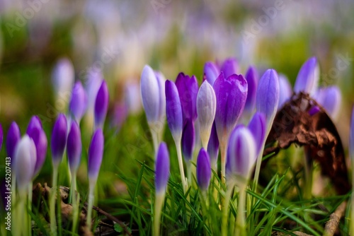Fototapeta Naklejka Na Ścianę i Meble -  Closeup of beautiful blooming purple Crocus flowers in a field