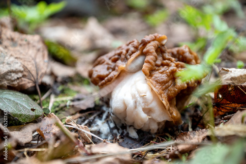 Gyromirta gigas mushroom growing on ground among dry leaves in forest in spring