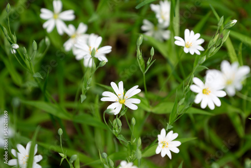 Stellaria wild white flowers blooming in spring forest © Gioia