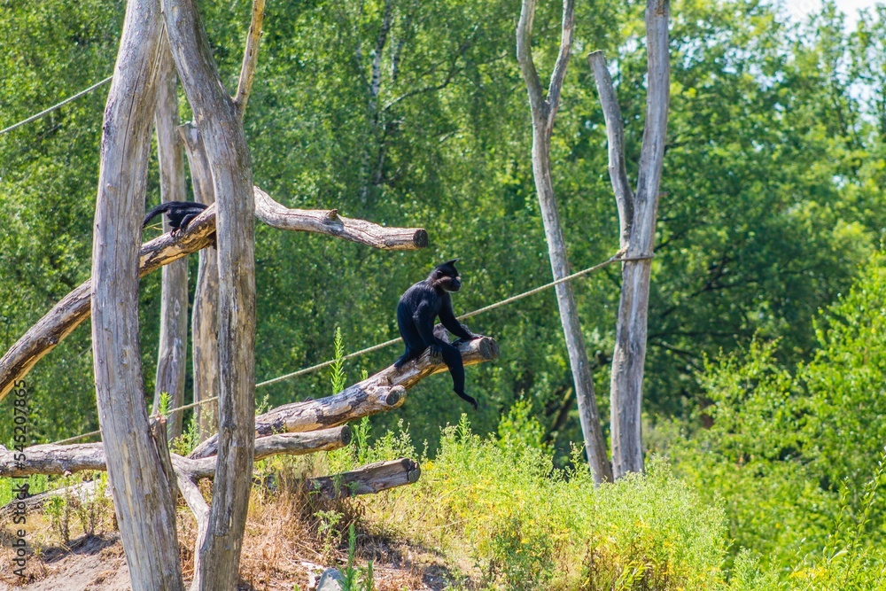 Black crested mangabey monkeys on trees at a zoo
