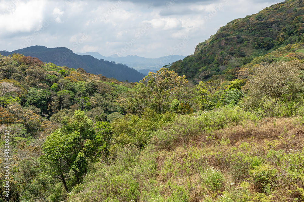 Sri Lanka Tea Plantation. Green Fields. Haputale, Sri Lanka.