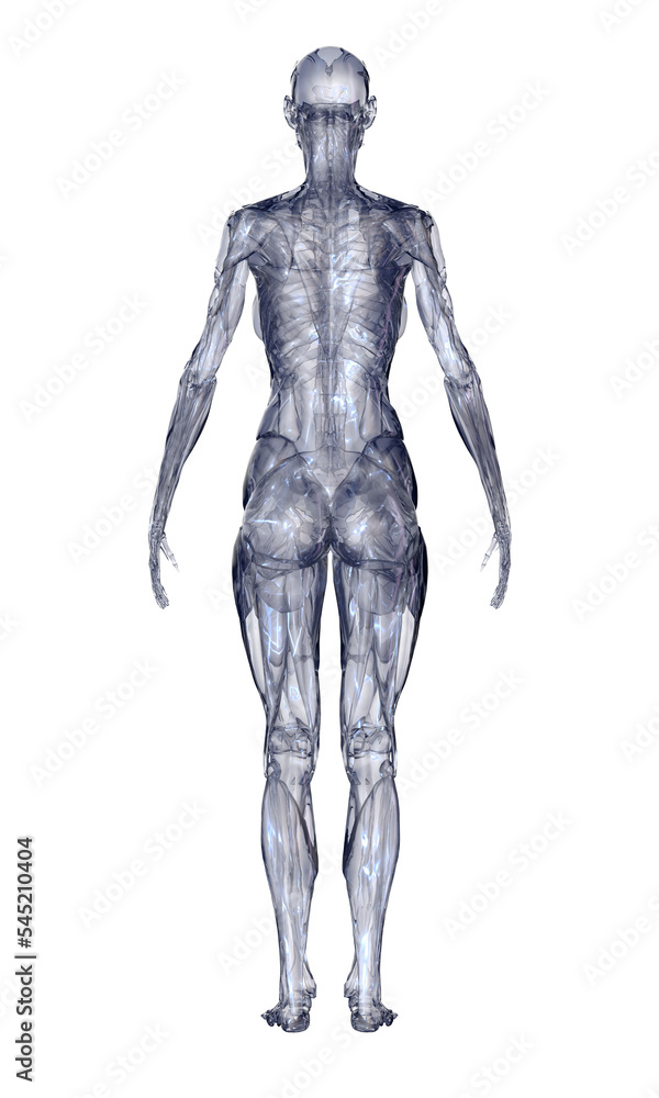 3d rendered illustration of a body