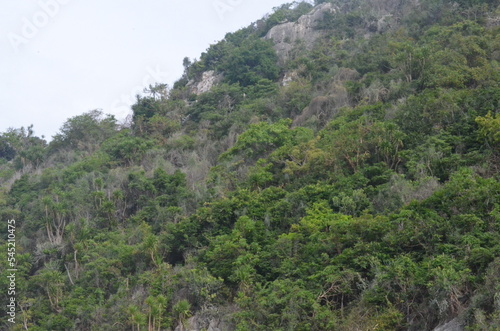 Jungle Landschaft und Berge.