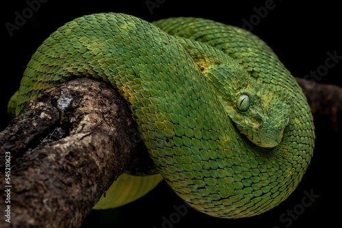 Western Bush Viper or West African Leaf Viper (Atheris chlorechis), is a genus of venomous vipers.