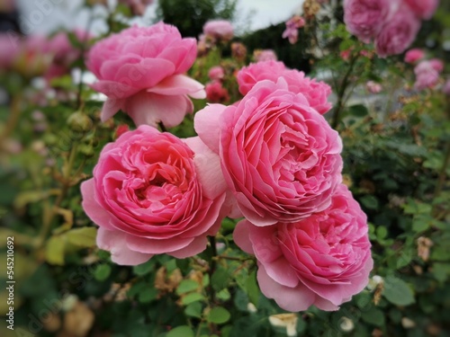 Closeup of beautiful pink roses in a garden photo