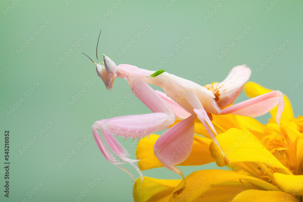 Flower Mantis or Orchid Mantis (Hymenopus coronatus) is a mantis from