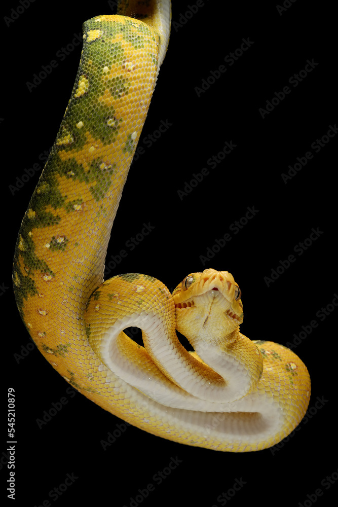 Green Tree Python (Morelia viridis). This Green Tree Python is a rare ...