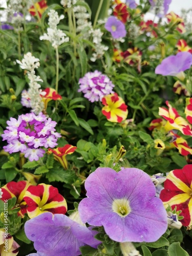 Vertical shot of colorful petunia flowers