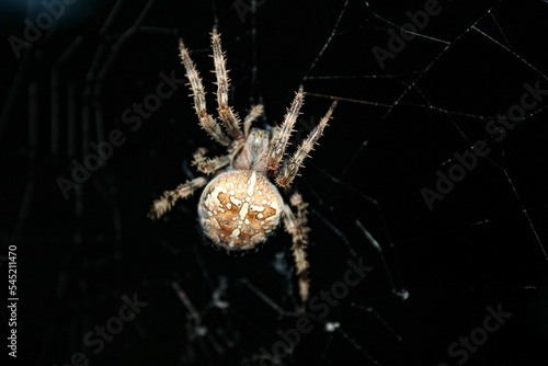 Macro shot of a European garden spider handing on a spider web on a dark background