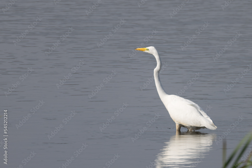 Obraz premium Great Egret