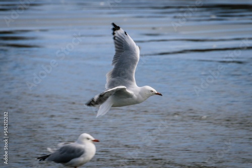 Seagull during flight over water