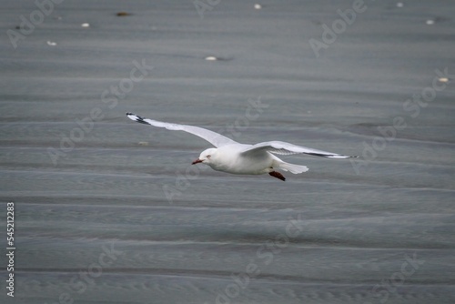 Seagull during flight over water © Igor Kondler/Wirestock Creators
