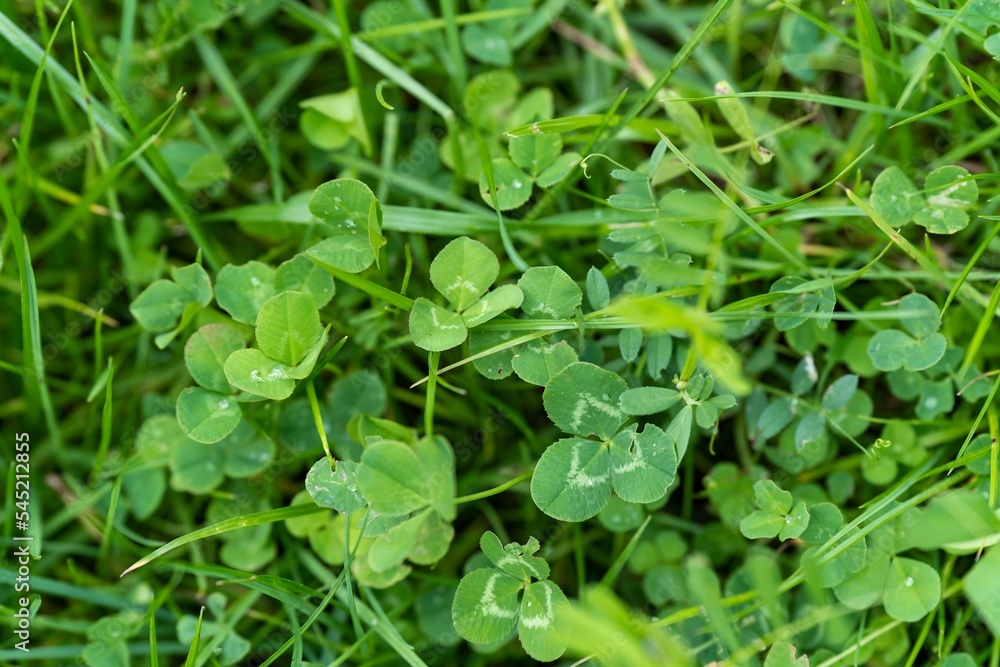 Beautiful green clover field background Beautiful green clover field background