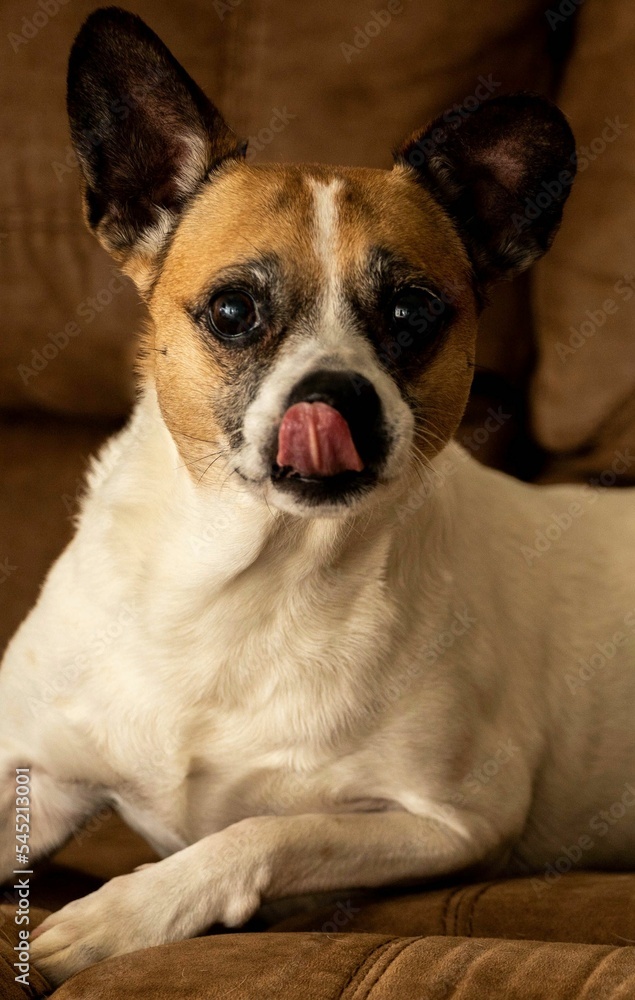 Vertical shot of a jack Russell terrier dog sitting on the sofa looking into the camera