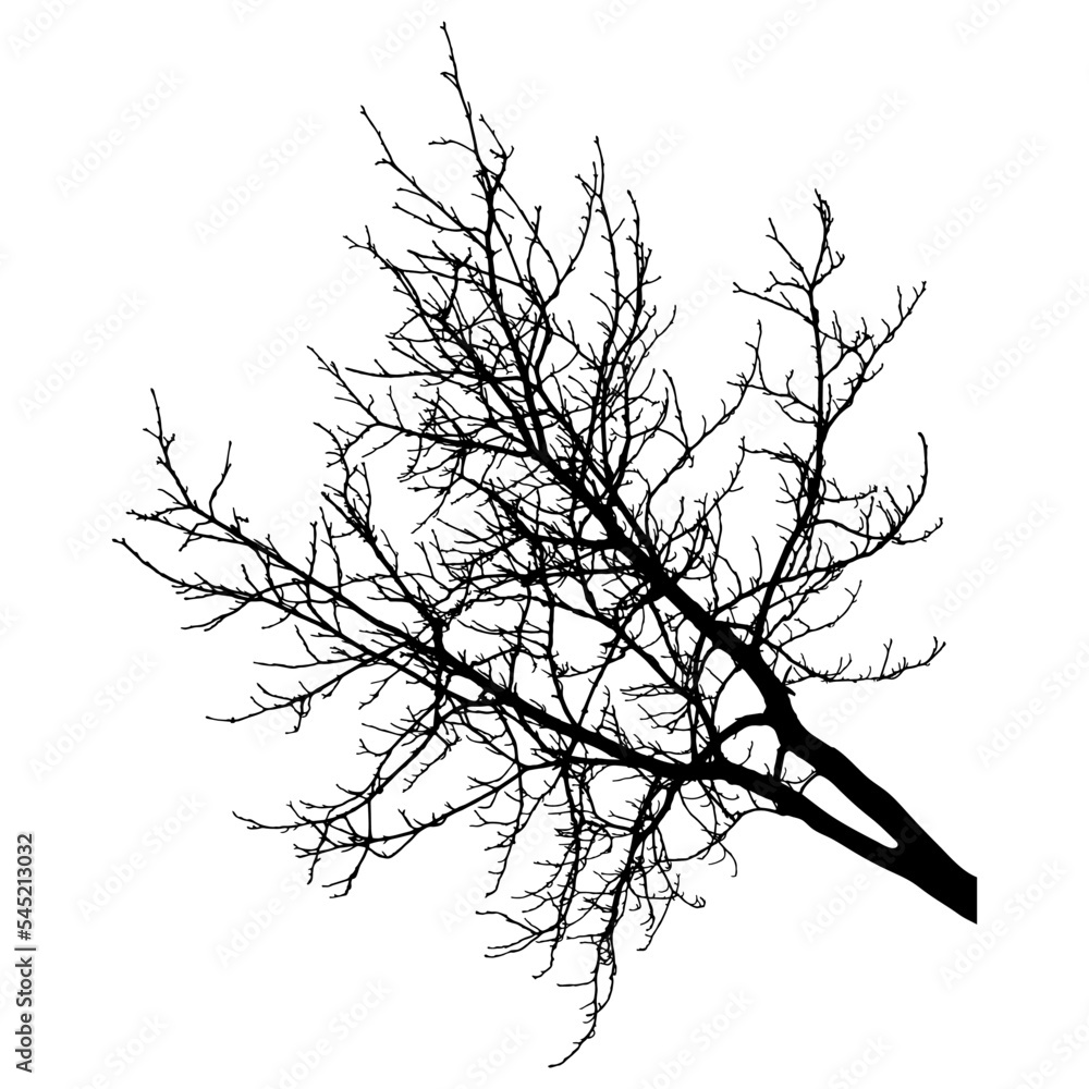 Bare branch of tree, silhouette. Vector illustration