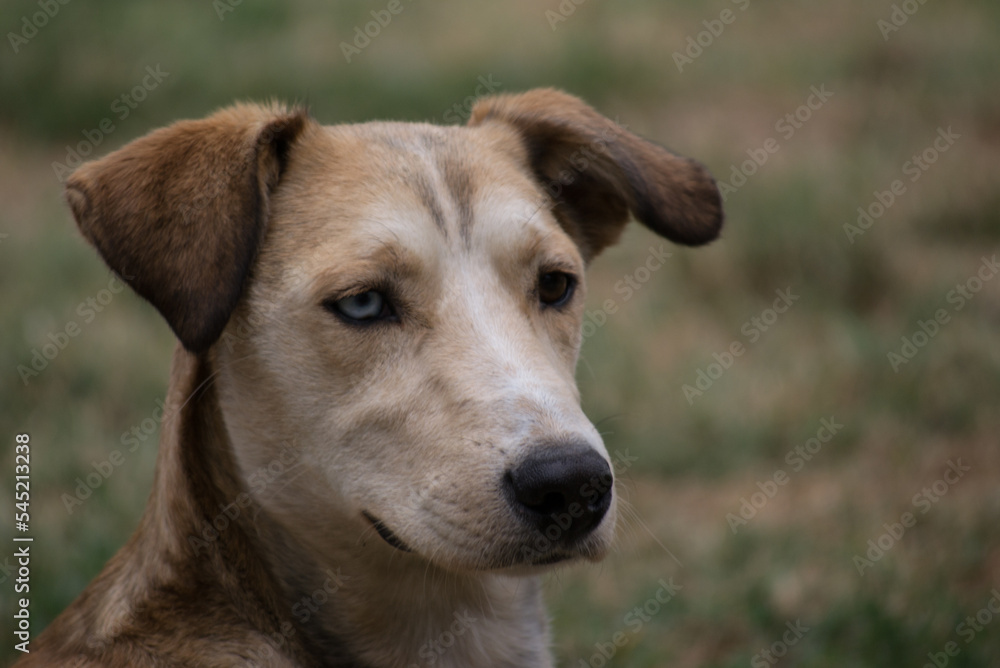 Portrait of a lonely yellow and white stray dog. Portrait of a lonely yellow and white stray dog, standing on dried grass.