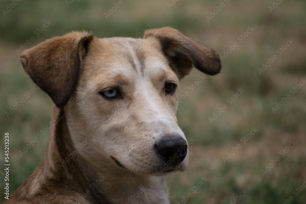 Portrait of a lonely yellow and white stray dog. Portrait of a lonely yellow and white stray dog, standing on dried grass. Portrait of a lonely yellow and white stray dog. Portrait of a lonely yellow and white stray dog, standing on dried grass.